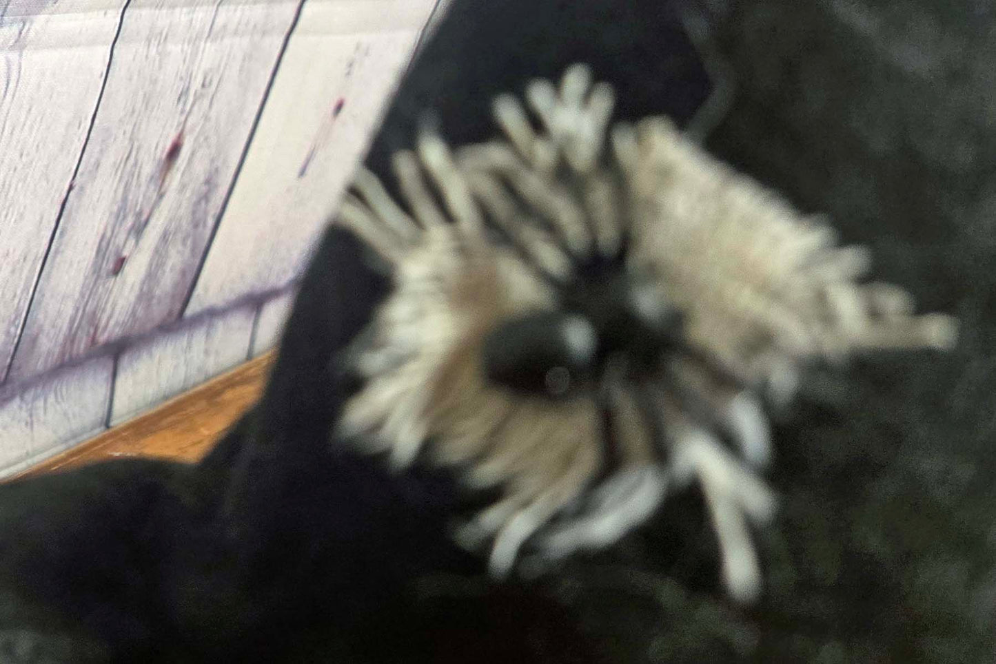 Halloween Witch Gnome with Spiders